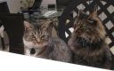 Filename=attachID_3260_postID_26392_2cats.jpg
Filesize=98KiB
Dimensions=803x505
Date added=Dec 02, 2016 attachID_3260_postID_26392_2cats.jpg