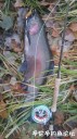 Filename=attachID_32614_postID_296259_IMG_20171203_18681.jpg
Filesize=109KiB
Dimensions=562x1000
Date added=May 17, 2018 attachID_32614_postID_296259_IMG_20171203_18681.jpg