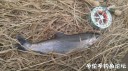 Filename=attachID_32649_postID_296850_IMG_20171207_11470.jpg
Filesize=127KiB
Dimensions=1000x562
Date added=May 17, 2018 attachID_32649_postID_296850_IMG_20171207_11470.jpg