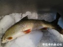Filename=attachID_32691_postID_297466_7.jpg
Filesize=75KiB
Dimensions=1000x750
Date added=May 17, 2018 attachID_32691_postID_297466_7.jpg