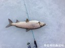 Filename=attachID_32900_postID_299244_IMG_0966.JPG
Filesize=83KiB
Dimensions=1000x750
Date added=May 17, 2018 attachID_32900_postID_299244_IMG_0966.JPG