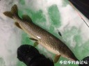 Filename=attachID_32921_postID_299436_3.jpg
Filesize=80KiB
Dimensions=979x734
Date added=May 17, 2018 attachID_32921_postID_299436_3.jpg