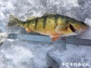 Filename=attachID_32991_postID_300050_IMG_1719.JPG
Filesize=128KiB
Dimensions=1000x750
Date added=May 17, 2018 attachID_32991_postID_300050_IMG_1719.JPG