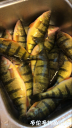 Filename=attachID_33002_postID_300169_IMG_6580.PNG
Filesize=746KiB
Dimensions=563x1000
Date added=May 17, 2018 attachID_33002_postID_300169_IMG_6580.PNG