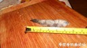 Filename=attachID_33340_postID_303877_DSCN1738.JPG
Filesize=109KiB
Dimensions=1000x562
Date added=May 17, 2018 attachID_33340_postID_303877_DSCN1738.JPG