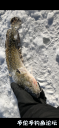 Filename=attachID_33412_postID_304585_DE8D467C-30B0-4EEB-99BC-F29B412C9A2D.png
Filesize=732KiB
Dimensions=461x1000
Date added=May 17, 2018 attachID_33412_postID_304585_DE8D467C-30B0-4EEB-99BC-F29B412C9A2D.png