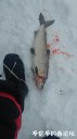 Filename=attachID_33445_postID_304985_20180204_114504.jpg
Filesize=46KiB
Dimensions=562x1000
Date added=May 17, 2018 attachID_33445_postID_304985_20180204_114504.jpg