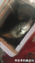 Filename=attachID_33570_postID_306657_56582BA5-DB62-4322-A361-B1CABD406222.png
Filesize=629KiB
Dimensions=562x1000
Date added=May 17, 2018 attachID_33570_postID_306657_56582BA5-DB62-4322-A361-B1CABD406222.png