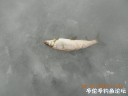 Filename=attachID_33587_postID_306760_DSCN1752.JPG
Filesize=52KiB
Dimensions=1000x750
Date added=May 17, 2018 attachID_33587_postID_306760_DSCN1752.JPG