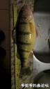 Filename=attachID_33591_postID_306804_WP_20180210_20_43_36_Pro.jpg
Filesize=61KiB
Dimensions=563x1000
Date added=May 17, 2018 attachID_33591_postID_306804_WP_20180210_20_43_36_Pro.jpg