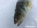 Filename=attachID_33610_postID_306934_IMG_2721.JPG
Filesize=58KiB
Dimensions=1000x750
Date added=May 17, 2018 attachID_33610_postID_306934_IMG_2721.JPG