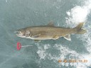 Filename=attachID_33777_postID_307879_DSCN1780.JPG
Filesize=125KiB
Dimensions=1000x750
Date added=May 17, 2018 attachID_33777_postID_307879_DSCN1780.JPG