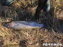 Filename=attachID_33838_postID_308397_B2A3D177-0B08-463A-936B-6627A8B11A3F.jpeg
Filesize=245KiB
Dimensions=1000x750
Date added=May 17, 2018 attachID_33838_postID_308397_B2A3D177-0B08-463A-936B-6627A8B11A3F.jpeg