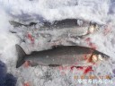 Filename=attachID_33857_postID_308550_DSCN1806.JPG
Filesize=119KiB
Dimensions=1000x750
Date added=May 17, 2018 attachID_33857_postID_308550_DSCN1806.JPG