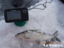 Filename=attachID_33896_postID_308906_DSCN1817.JPG
Filesize=84KiB
Dimensions=1000x750
Date added=May 17, 2018 attachID_33896_postID_308906_DSCN1817.JPG