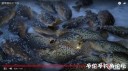Filename=attachID_34026_postID_310165_fengshou.jpg
Filesize=73KiB
Dimensions=1000x562
Date added=May 17, 2018 attachID_34026_postID_310165_fengshou.jpg