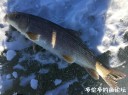 Filename=attachID_34047_postID_310283_3.jpg
Filesize=105KiB
Dimensions=979x734
Date added=May 17, 2018 attachID_34047_postID_310283_3.jpg