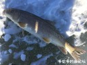 Filename=attachID_34070_postID_310365_31.jpg
Filesize=104KiB
Dimensions=979x734
Date added=May 17, 2018 attachID_34070_postID_310365_31.jpg