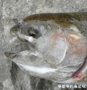Filename=attachID_34092_postID_310477_2015-09-29_20_12_08.jpg
Filesize=119KiB
Dimensions=972x1000
Date added=May 17, 2018 attachID_34092_postID_310477_2015-09-29_20_12_08.jpg