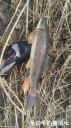 Filename=attachID_34269_postID_311656_IMG_20180409_25982.jpg
Filesize=126KiB
Dimensions=562x1000
Date added=May 17, 2018 attachID_34269_postID_311656_IMG_20180409_25982.jpg