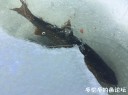Filename=attachID_34385_postID_312902_6.jpg
Filesize=74KiB
Dimensions=979x734
Date added=May 17, 2018 attachID_34385_postID_312902_6.jpg