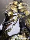 Filename=attachID_34479_postID_313496_IMG_5750.JPG
Filesize=124KiB
Dimensions=750x1000
Date added=May 17, 2018 attachID_34479_postID_313496_IMG_5750.JPG