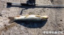 Filename=attachID_34511_postID_313750_IMG_20180429_171815262.jpg
Filesize=173KiB
Dimensions=1000x562
Date added=May 17, 2018 attachID_34511_postID_313750_IMG_20180429_171815262.jpg