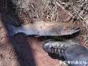 Filename=attachID_34534_postID_314099_IMG_20180501_164150.jpg
Filesize=228KiB
Dimensions=1000x750
Date added=May 17, 2018 attachID_34534_postID_314099_IMG_20180501_164150.jpg