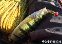 Filename=attachID_34592_postID_314570_7.jpg
Filesize=101KiB
Dimensions=991x709
Date added=May 17, 2018 attachID_34592_postID_314570_7.jpg