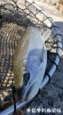 Filename=attachID_34686_postID_315199_20180509_171012.jpg
Filesize=100KiB
Dimensions=562x1000
Date added=May 17, 2018 attachID_34686_postID_315199_20180509_171012.jpg