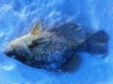 Filename=attachID_3628_postID_29709_Crappie1.jpg
Filesize=248KiB
Dimensions=1037x774
Date added=Dec 02, 2016 attachID_3628_postID_29709_Crappie1.jpg
