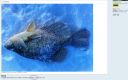 Filename=attachID_3630_postID_29737_15.jpg
Filesize=211KiB
Dimensions=1218x768
Date added=Dec 02, 2016 attachID_3630_postID_29737_15.jpg