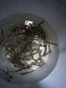 Filename=attachID_3729_postID_30564_minnow2.jpg
Filesize=191KiB
Dimensions=783x1044
Date added=Dec 02, 2016 attachID_3729_postID_30564_minnow2.jpg