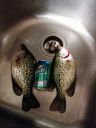Filename=attachID_3906_postID_32411_2crappie.jpg
Filesize=189KiB
Dimensions=783x1044
Date added=Dec 02, 2016 attachID_3906_postID_32411_2crappie.jpg