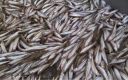 Filename=attachID_4265_postID_36526_smelt11.jpg
Filesize=137KiB
Dimensions=800x505
Date added=Dec 02, 2016 attachID_4265_postID_36526_smelt11.jpg