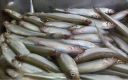 Filename=attachID_4266_postID_36526_smelt12.jpg
Filesize=92KiB
Dimensions=800x505
Date added=Dec 02, 2016 attachID_4266_postID_36526_smelt12.jpg