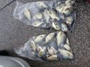 attachID_4422_postID_38147_crappie12.jpg