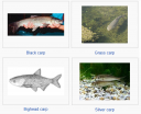Filename=attachID_4430_postID_38431_carp.png
Filesize=230KiB
Dimensions=561x459
Date added=Dec 02, 2016 attachID_4430_postID_38431_carp.png