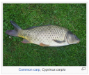 Filename=attachID_4431_postID_38433_carp.png
Filesize=277KiB
Dimensions=400x336
Date added=Dec 02, 2016 attachID_4431_postID_38433_carp.png