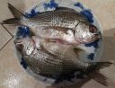 Filename=attachID_4616_postID_40929_wfish.jpg
Filesize=229KiB
Dimensions=1042x798
Date added=Dec 02, 2016 attachID_4616_postID_40929_wfish.jpg