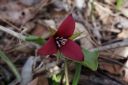 Filename=attachID_4664_postID_41837_DSC00262.jpg
Filesize=129KiB
Dimensions=737x490
Date added=Dec 02, 2016 attachID_4664_postID_41837_DSC00262.jpg