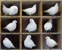 Filename=attachID_5084_postID_47901_pigeons.jpg
Filesize=90KiB
Dimensions=740x600
Date added=Dec 02, 2016 attachID_5084_postID_47901_pigeons.jpg
