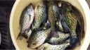 Filename=attachID_5189_postID_49055_crappie_meal1.jpg
Filesize=81KiB
Dimensions=640x358
Date added=Dec 02, 2016 attachID_5189_postID_49055_crappie_meal1.jpg