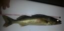 Filename=attachID_5226_postID_49770_pigu.jpg
Filesize=65KiB
Dimensions=1037x513
Date added=Dec 02, 2016 attachID_5226_postID_49770_pigu.jpg