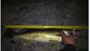 Filename=attachID_5279_postID_50539_Walleye1.jpg
Filesize=86KiB
Dimensions=1023x587
Date added=Dec 02, 2016 attachID_5279_postID_50539_Walleye1.jpg