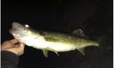 Filename=attachID_5280_postID_50539_walleye2.jpg
Filesize=69KiB
Dimensions=1012x615
Date added=Dec 02, 2016 attachID_5280_postID_50539_walleye2.jpg