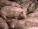 Filename=attachID_5299_postID_51236_smartpig.JPG
Filesize=48KiB
Dimensions=544x416
Date added=Dec 02, 2016 attachID_5299_postID_51236_smartpig.JPG