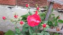 attachID_5475_postID_53067_image.jpg