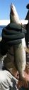 Filename=attachID_5589_postID_55059_pike.jpg
Filesize=76KiB
Dimensions=351x1078
Date added=Dec 02, 2016 attachID_5589_postID_55059_pike.jpg