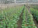 Filename=attachID_5975_postID_59141_image.jpg
Filesize=118KiB
Dimensions=500x375
Date added=Dec 02, 2016 attachID_5975_postID_59141_image.jpg
